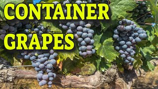 🍇GROWING GRAPES IN CONTAINERS 🍇 WHAT YOU NEED TO KNOW [upl. by Elletsirhc]