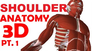 Shoulder Anatomy part 1  Joints And Bones [upl. by Esma837]