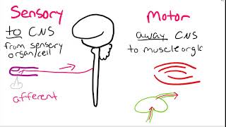 BIO 271 Nervous system Sensory vs Motor [upl. by Ahsiri]