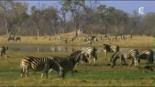 Documentaire Français La Savane Africaine Complet [upl. by Riddle129]