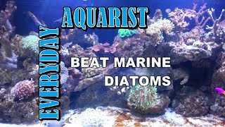 How To Kill Marine Aquarium Brown Algae amp Diatoms [upl. by Walls877]