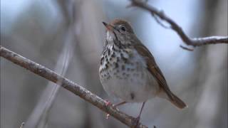 Hermit Thrush Song [upl. by Rialcnis]