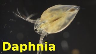 Daphnia [upl. by Hulburt]