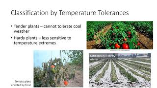 Classification of Plants [upl. by Ahsiekat]