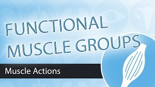 Muscle Actions Functional Groups [upl. by Meda808]