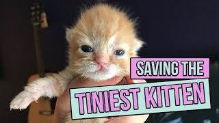 Saving the Tiniest Newborn Kitten [upl. by Eoj]