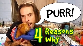 4 Reasons Why Guinea Pigs Purr [upl. by Htebasil]