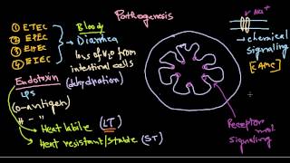 Escherichia coli pathogenesis [upl. by Nola]