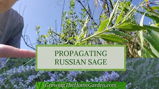 How to Propagate Russian Sage through Cuttings [upl. by Morty961]