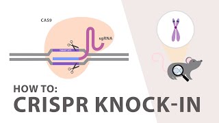 Making CRISPRCas9 work in the brain [upl. by Blisse]