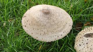 Identifying edible mushrooms Macrolepiota procera  Parasol mushroom [upl. by Aimahc]