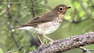 Swainsons Thrush Song [upl. by Lorsung]