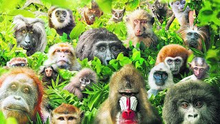 These Are All Primates That Currently Exist [upl. by Amis]