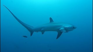 Facts The Thresher Shark [upl. by Wilscam]