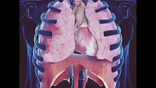 Muscles of Respiration  Breathing Mechanics  Respiratory Physiology [upl. by Tamiko]