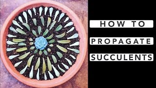 How to Propagate Succulents [upl. by Aivatal]