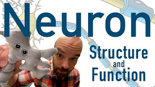 Neuron Structure and Function  How Your Brain Cells Work [upl. by Kamal]