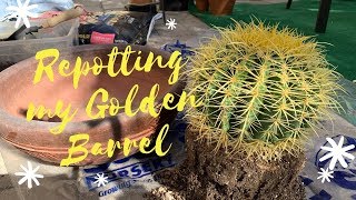 Let us Repot My Golden Barrel Cactus [upl. by Reba658]