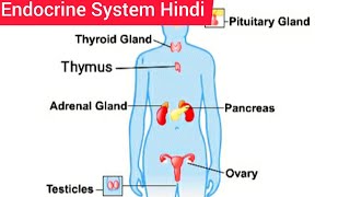 Endocrine System Hindi  Endocrine System Anatomy and Physiology  Structure  Function  Location [upl. by Lesak126]