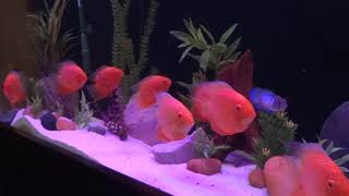 90 gal Aquarium with Red Severums [upl. by Nickie437]