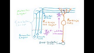 The Cerebellum [upl. by Torruella]