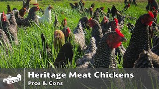 Pros and Cons of Heritage Breed Meat Chickens  AMA S7E1 [upl. by Norrej]