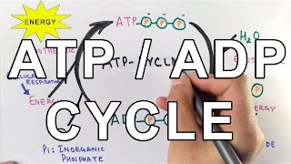 Mechanism of ATPADP Cycle [upl. by Estas]