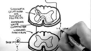 Spinal Pathways 3  Spinothalamic Tract [upl. by Cherye]