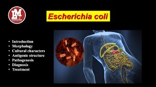 Escherichia coli E coli [upl. by Hearn]