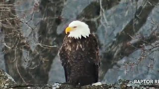 Decorah Eagles UpdateMom amp DM2 Building A New Nest [upl. by Fortunio]