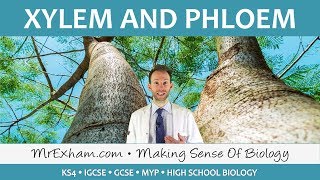 Transport in plants  Xylem and Phloem  GCSE Biology 91 [upl. by Suzy895]