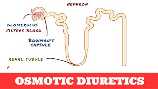 Osmotic Diuretics  Mannitol [upl. by Anemolif]