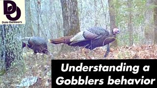 Understanding a GOBBLERS Behavior  Having more TURKEY HUNTING success [upl. by Law701]