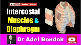 Intercostal Muscles and Diaphragm Dr Adel Bondok [upl. by Namie789]