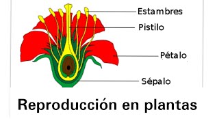 Reproducción en plantas  Ciencias Naturales [upl. by Otokam]