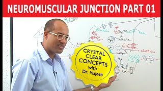 Neuromuscular Junction  Dr Najeeb  Part 12 [upl. by Polivy]