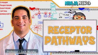 Endocrinology  Receptor Pathways [upl. by Aikmat]