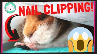 HOW TO Trim Your Guinea Pigs Nails With Ease  Squeak Dreams [upl. by Ecirahc]