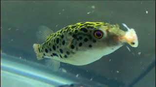 Green Spot Puffer LIVE feeding he sure loves his minnows [upl. by Kluge445]