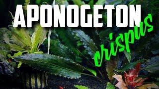 Easy To Grow Aquarium Plant Aponogeton Crispus [upl. by Ayardna]