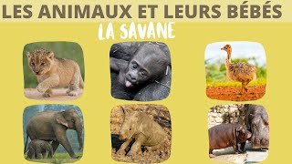 Les animaux de la savane et leurs bébés [upl. by Matty]