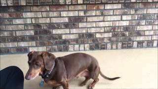 Teaching a Dog to Stop Barking with a quotQuietquot Cue [upl. by Klos]