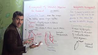 L10 Antagonestic arrangement of skeletal muscles [upl. by Anirbas]