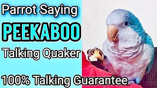 Teach Your Parrot to Say Peekaboo  How To Teach Your Parrot To Talk  Talking Parrot quakerparrot [upl. by Tremain]