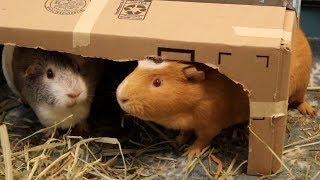 Guinea pig rumblestrutting [upl. by Temme]