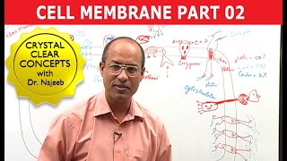 Cell Membrane Part 22 [upl. by Moth]