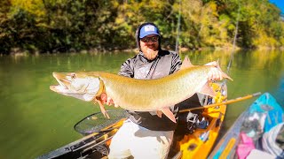 TWO BIG MUSKY from the Kayak Southern Musky Fishing [upl. by Socha]