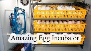 Incubating Duck Eggs from START TO FINISH  Rite Farm 3600 Incubator [upl. by Notrom]