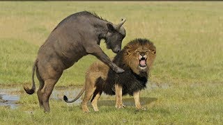 Incredible Lion Vs Buffalo  Buffalo Kill Lion To Save His Life [upl. by Basir597]