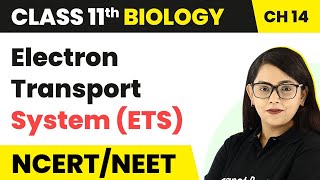 Class 11 Biology Chapter 14  Electron Transport System ETS  Respiration in Plants [upl. by Eikcin]